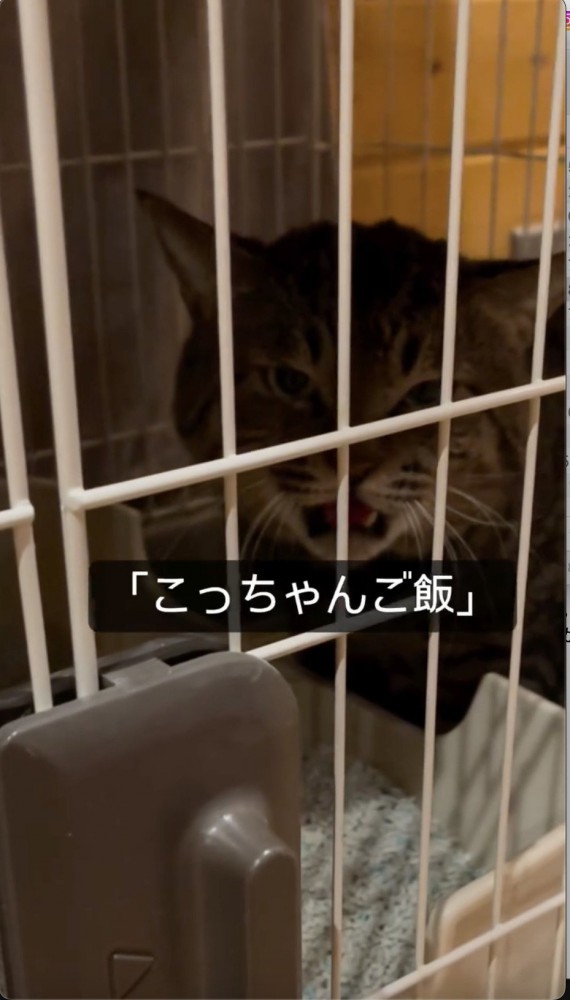 ご飯だよと声をかける飼い主