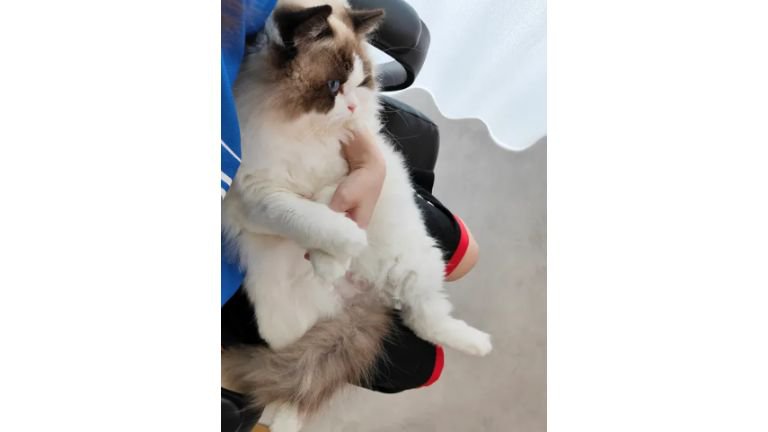 抱かれている猫