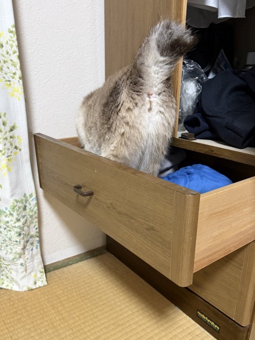 引き出しの中を歩き回る猫の後ろ姿