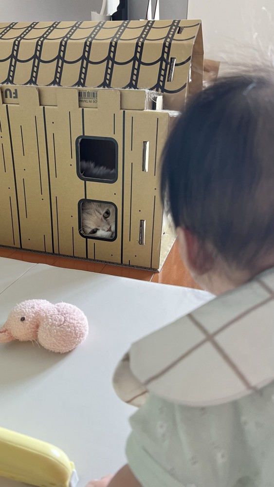 キャットハウスから覗く猫