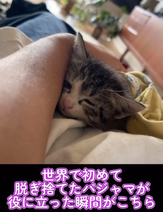 パジャマの中で眠そうな子猫