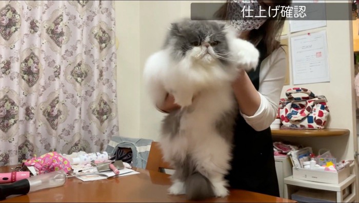 グルーミングされてふわふわになった猫