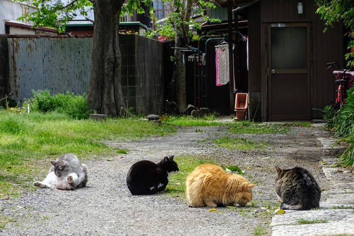 猫の集会