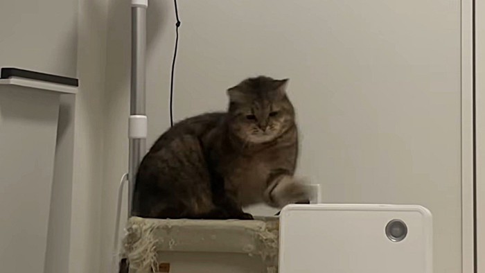 左手を伸ばしてヒーターに猫パンチ