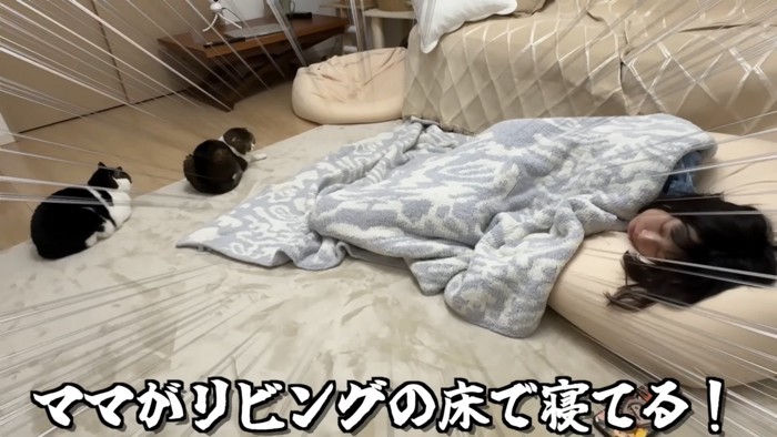 ママを見つめる2匹