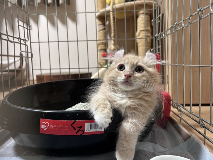 お皿に入っている子猫