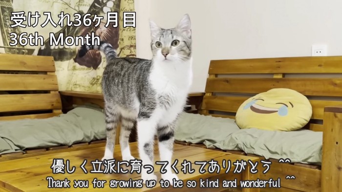 立っている猫