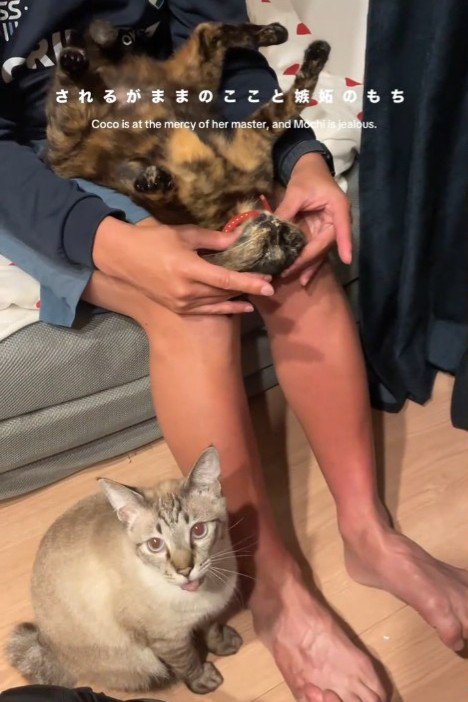 人の足元で鳴く猫