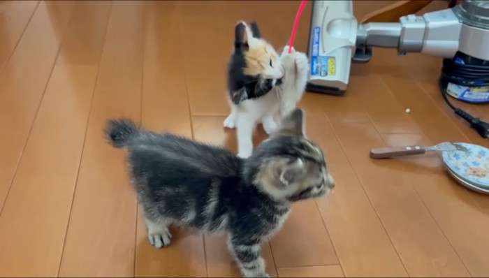 猫じゃらしで遊ぶ子猫