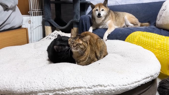 毛づくろい中のふたりを見守るリキくん