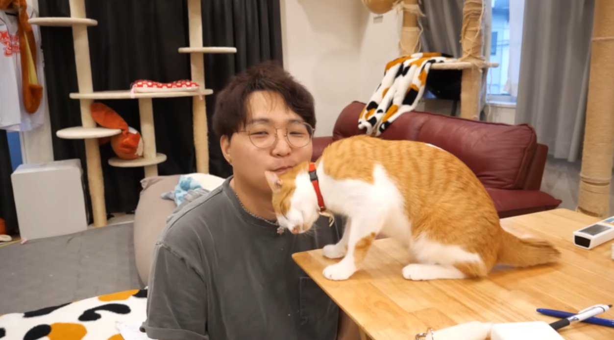 飼い主の顔に頭をすりつける猫