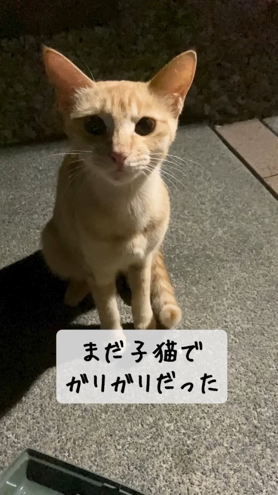 家の前で座る子猫