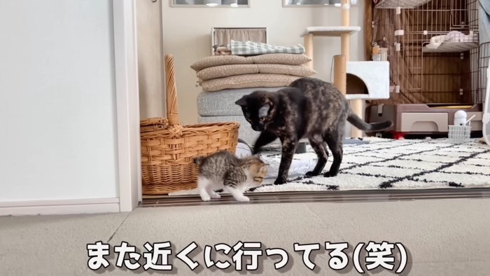 子猫の近くにいる成猫