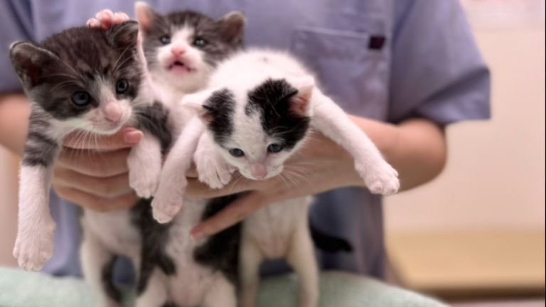 抱かれている子猫たち