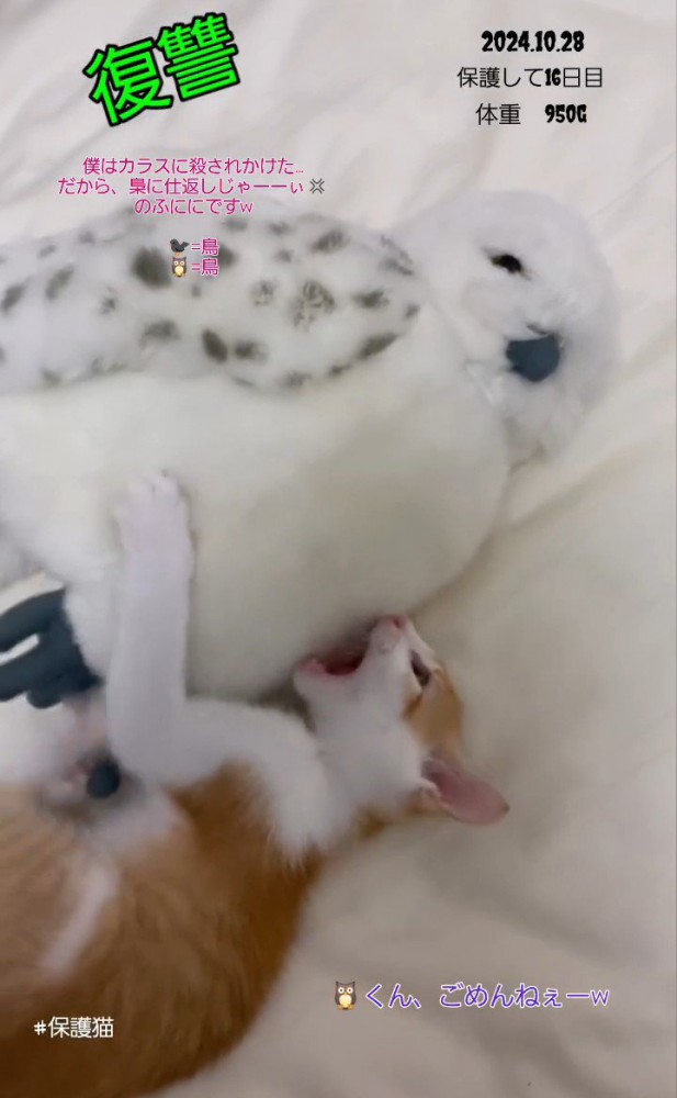 ぬいぐるみに噛みつく子猫