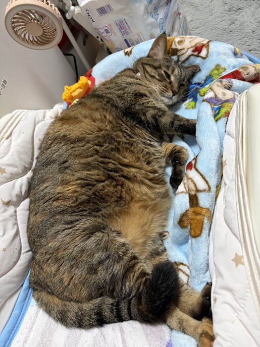 横になる猫