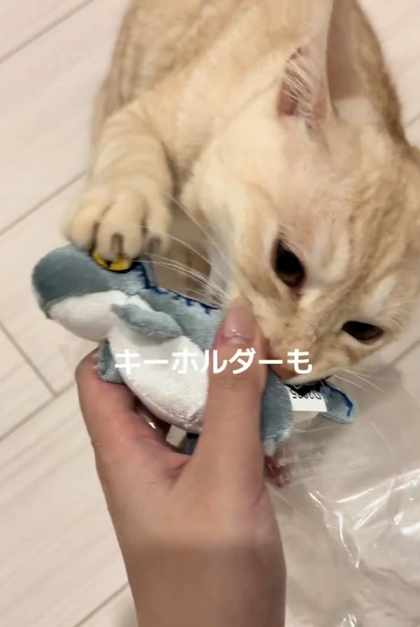 小さいぬいぐるみを噛む猫