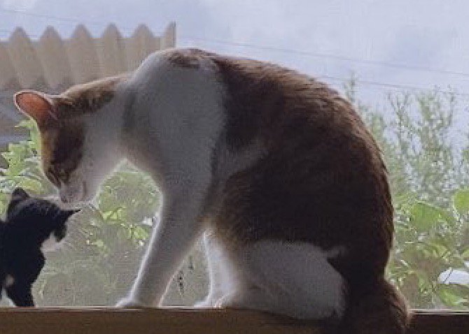 窓の外を眺める子猫に顔を近づける成猫