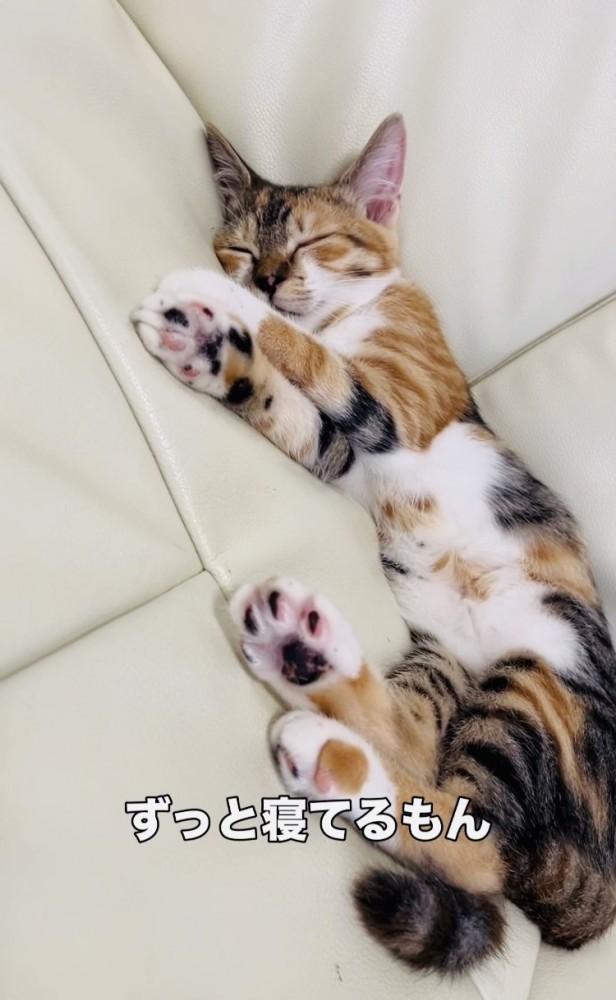 爆睡する子猫