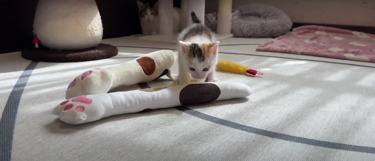 おもちゃと子猫%％部屋にはおもちゃがたくさん