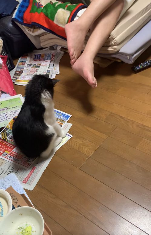 チラシの上でお座りして背筋を伸ばしている子猫