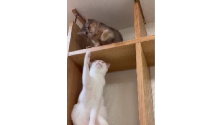 棚に入っている猫