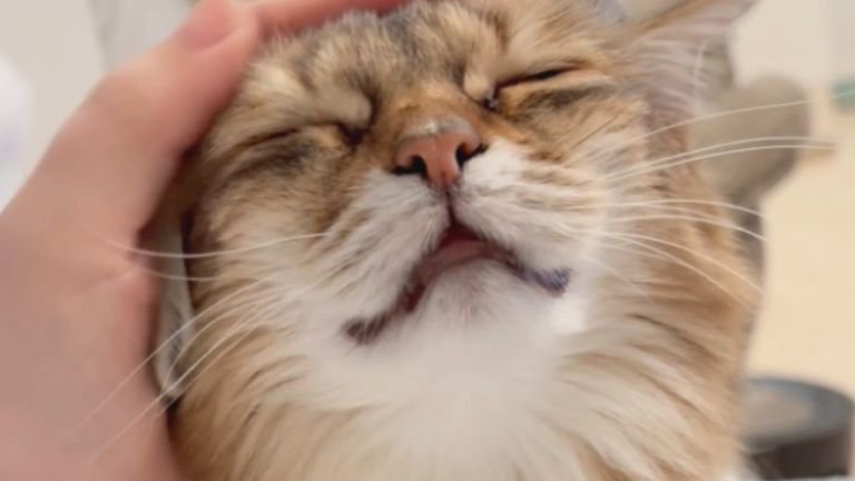 撫でられている猫