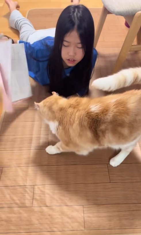 プリントを持ち上げる子どもの前にいる猫