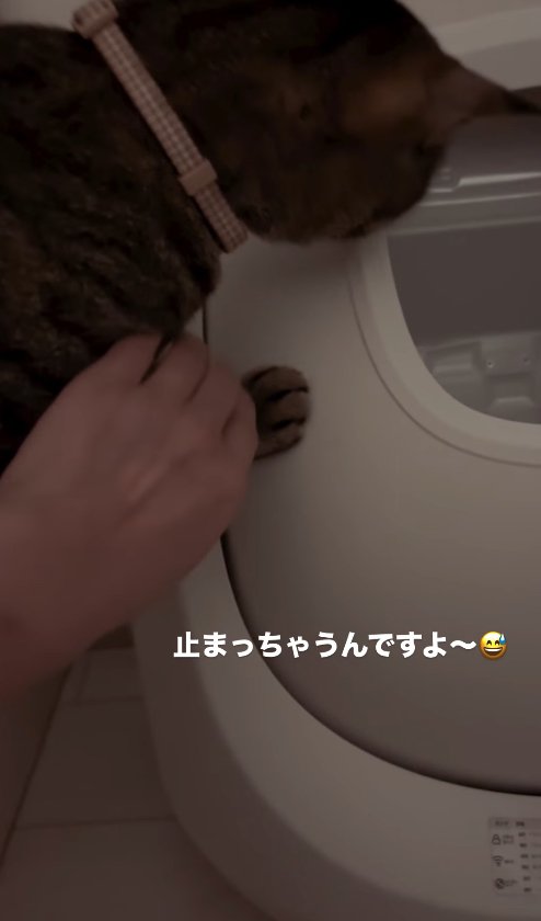 トイレを覗き込むキジトラ