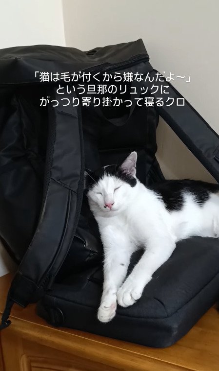 違う角度からも取られる猫