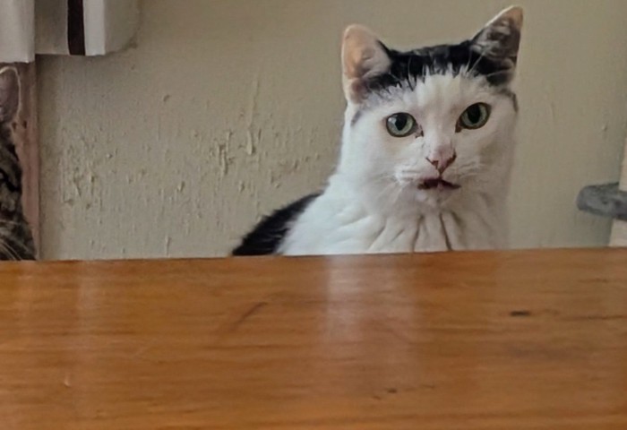 飼い主を見つめる猫