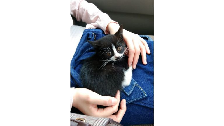 車に乗っている猫