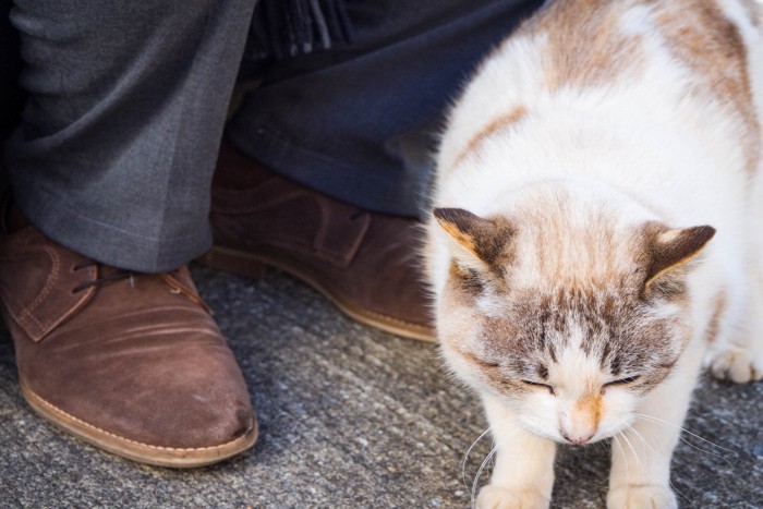 男性の脚と猫