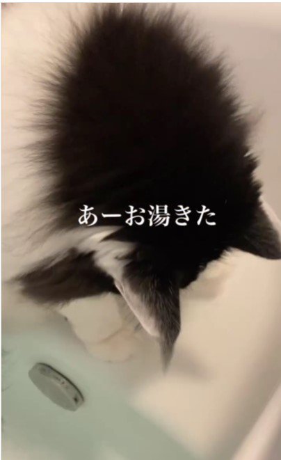 お湯を見ている猫%％そろそろ限界では…