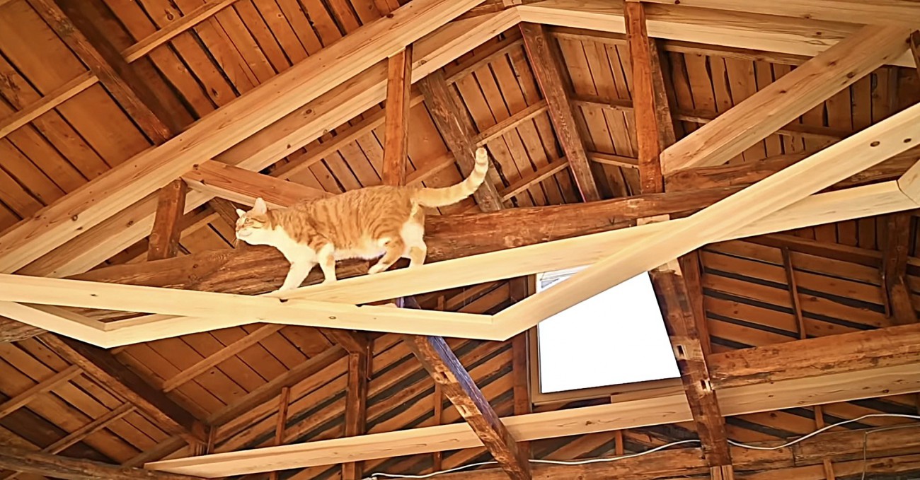 空中回廊を闊歩する茶トラ白