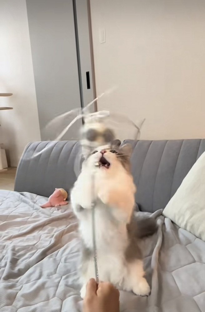 猫じゃらしで遊ぶミヌエット