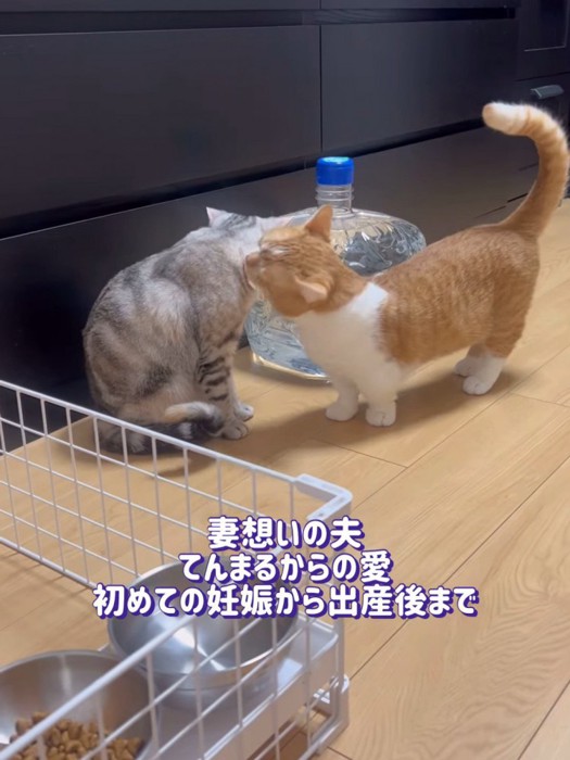 座る猫を毛づくろいする猫