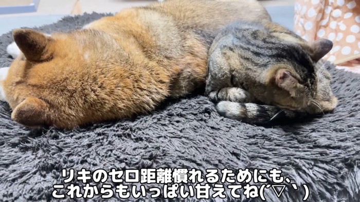 柴犬とキジトラ猫6