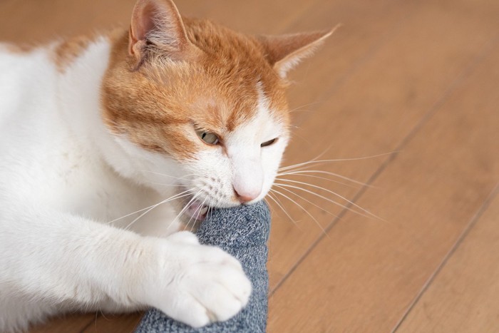 足に噛みつく猫