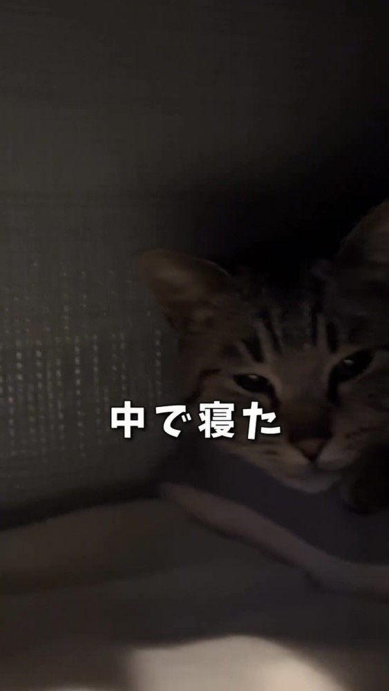 猫用ハウスの中にいる猫