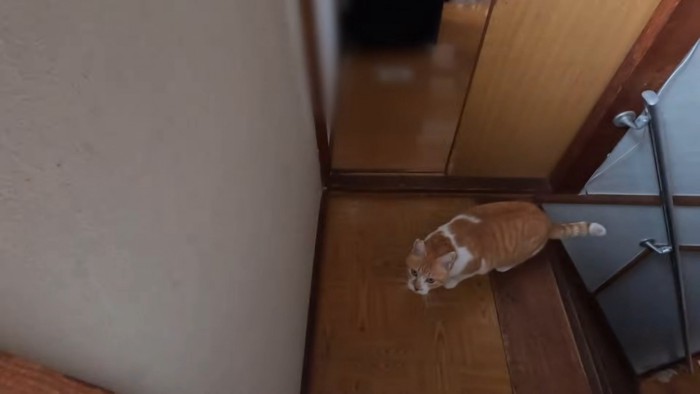 部屋の前にいる猫