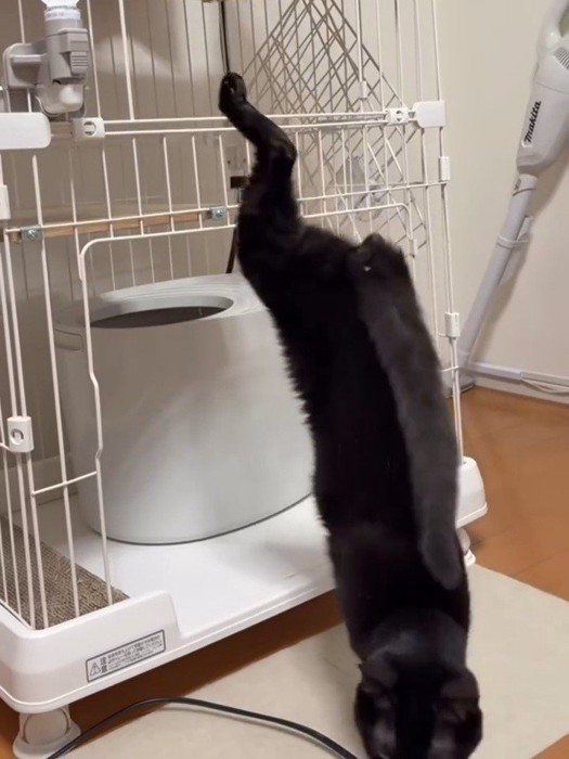 後ろ足を高く上げている猫
