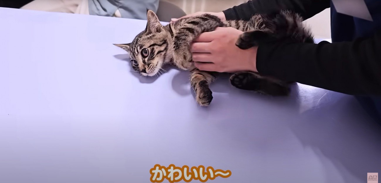 診察台の上にいる子猫