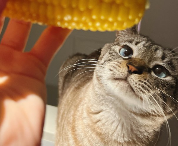 トウモロコシを見上げる猫