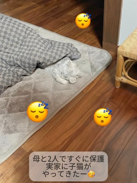 こたつで寝る猫