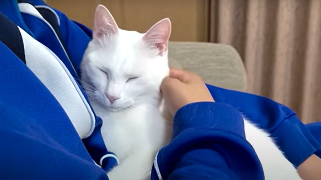 抱っこされる猫