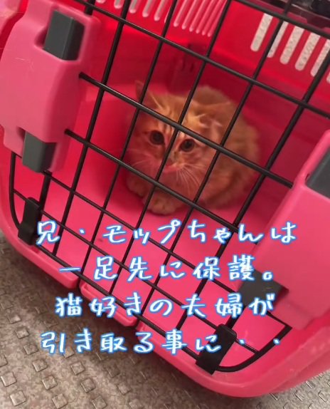 キャリーの中にいる茶トラの子猫