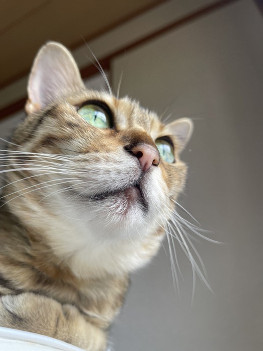 遠くを見つめている猫