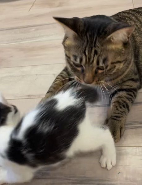 キジトラ猫にお尻を向ける子猫