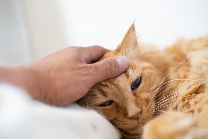 頭を撫でられている猫